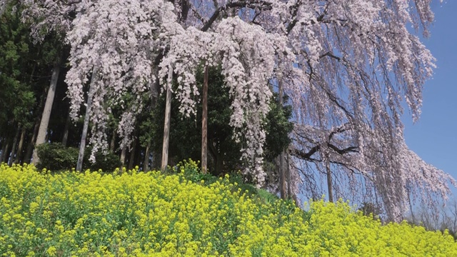 WS TU Kassenba哭泣的樱桃树，二本松，日本福岛县视频素材