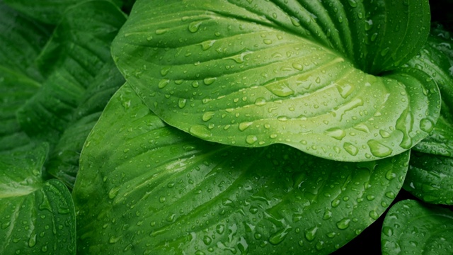 雨天场景视频素材