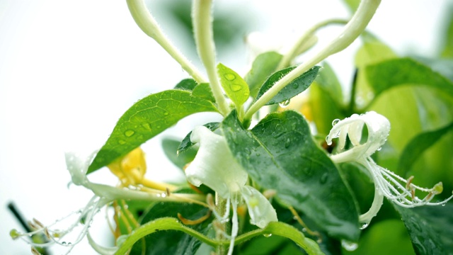 雨天的场景视频素材