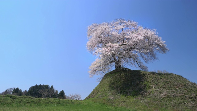 日本福岛县三春的樱花景观视频素材