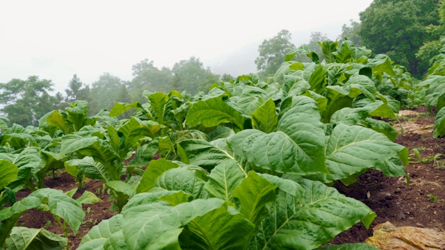 雨天的场景视频素材