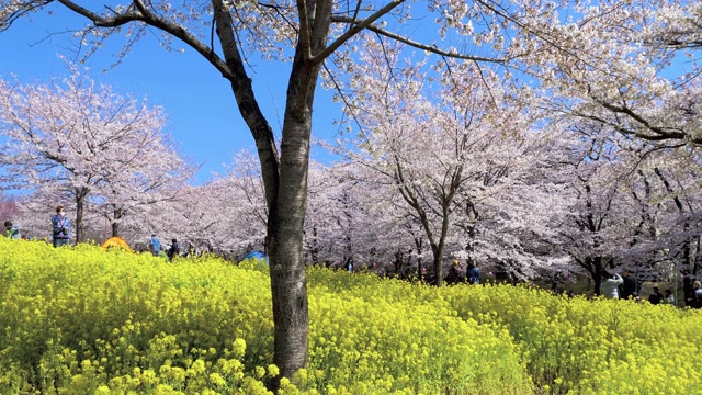 日本群马县前桥樱花和油菜籽视频素材