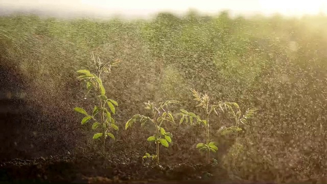 绿叶和水滴在绿色阳光的背景视频素材