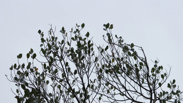 在花园中模糊绿叶背景上的绿叶特写自然视图，以文本复制空间作为背景，使用自然绿色植物景观，生态，新鲜的壁纸概念。视频素材