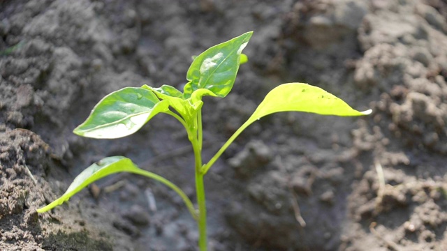 手触摸绿色的幼苗，慢镜头180fps视频素材