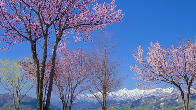 樱花盛开与日本山形县嘎山视频素材