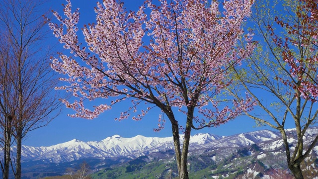 樱花盛开，日本山形县嘎山视频素材