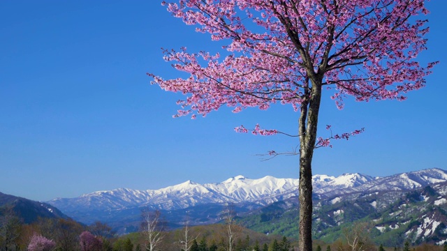 樱花盛开与日本山形县嘎山视频素材