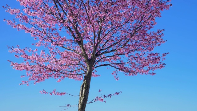 樱花盛开，日本山形县嘎山视频素材