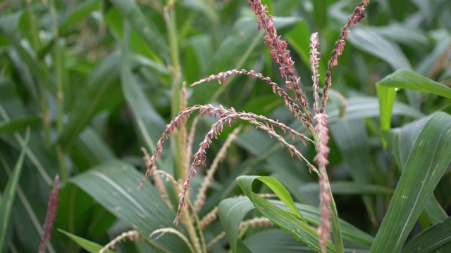 玉米的花视频素材