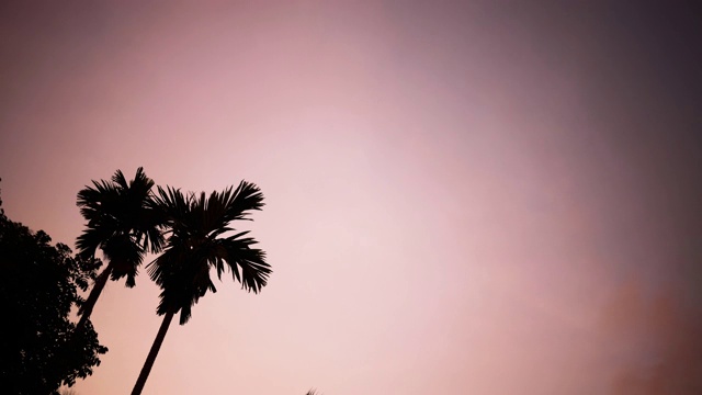 夏天自然场景。椰子树和红色的天空视频素材