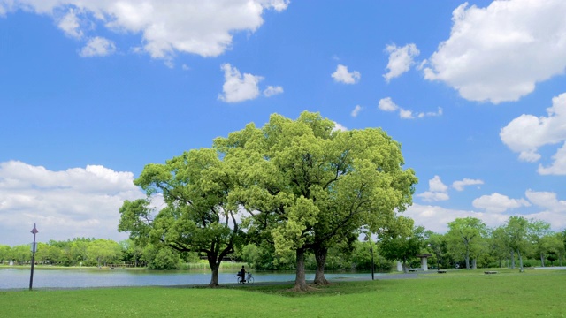 WS景观树，湖和草坪，水本公园，东京，日本视频素材