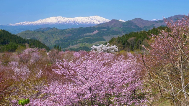 日本福岛县，樱花盛开，雪山密布视频素材