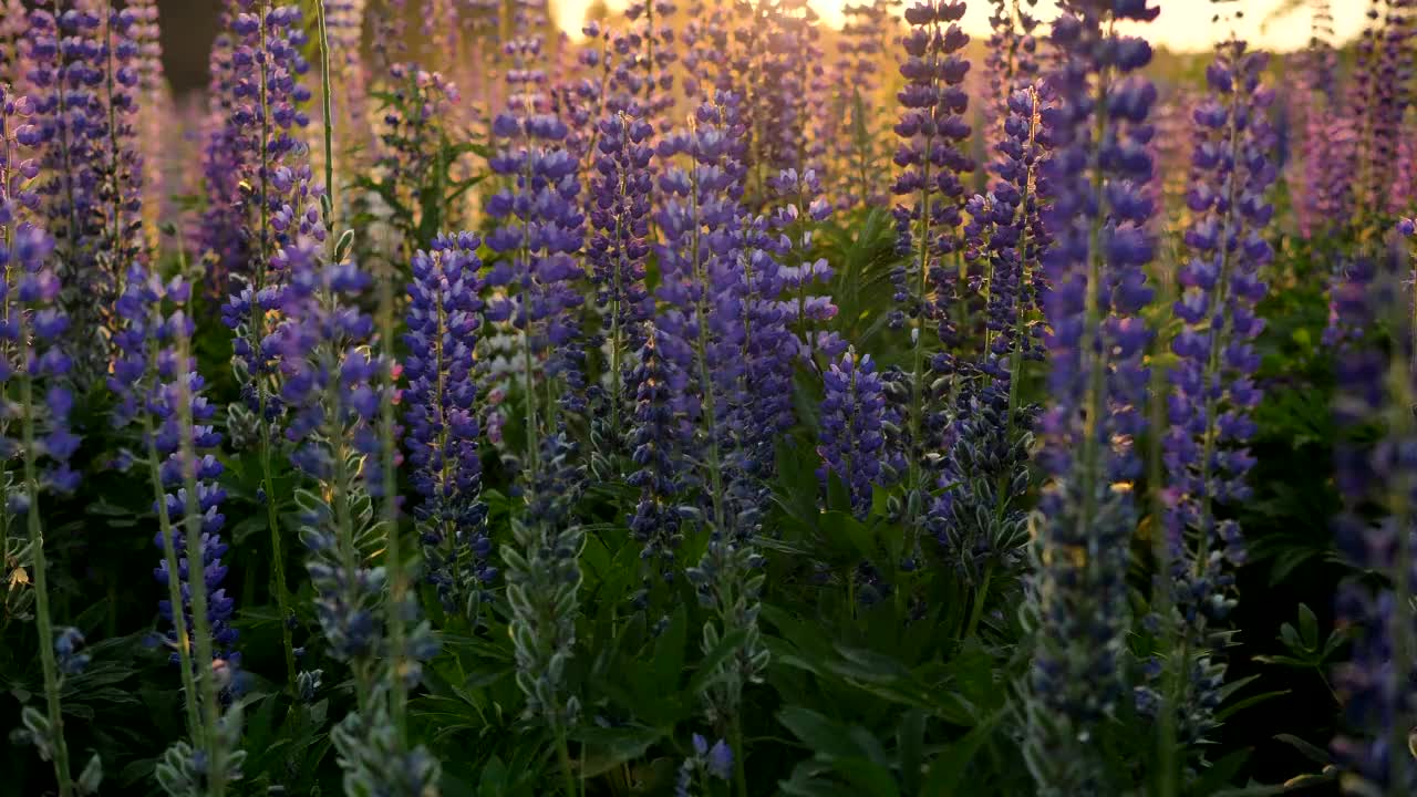 金色夕阳下的卢平场。大黄蜂收集花粉，慢动作视频素材