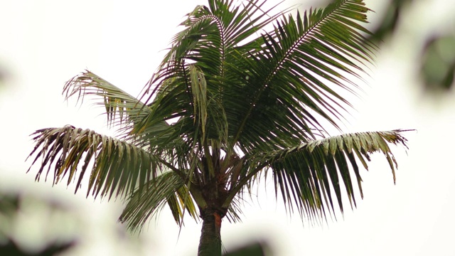 夏天自然场景。椰子棕榈树,视频素材