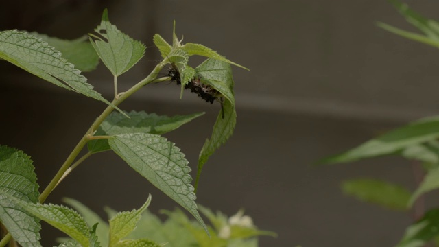 毛毛虫爬在郁郁葱葱的绿色植物上。视频素材