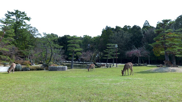 在奈良公园的日本花园里，鹿在吃草视频素材