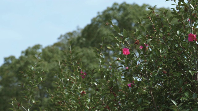 奈良公园的红色山茶花视频素材