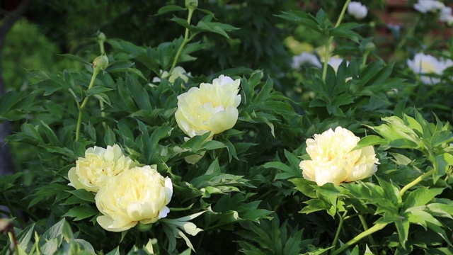 草本牡丹'柠檬雪纺'花视频素材