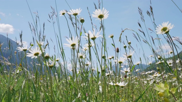 花田鹤拍摄视频素材