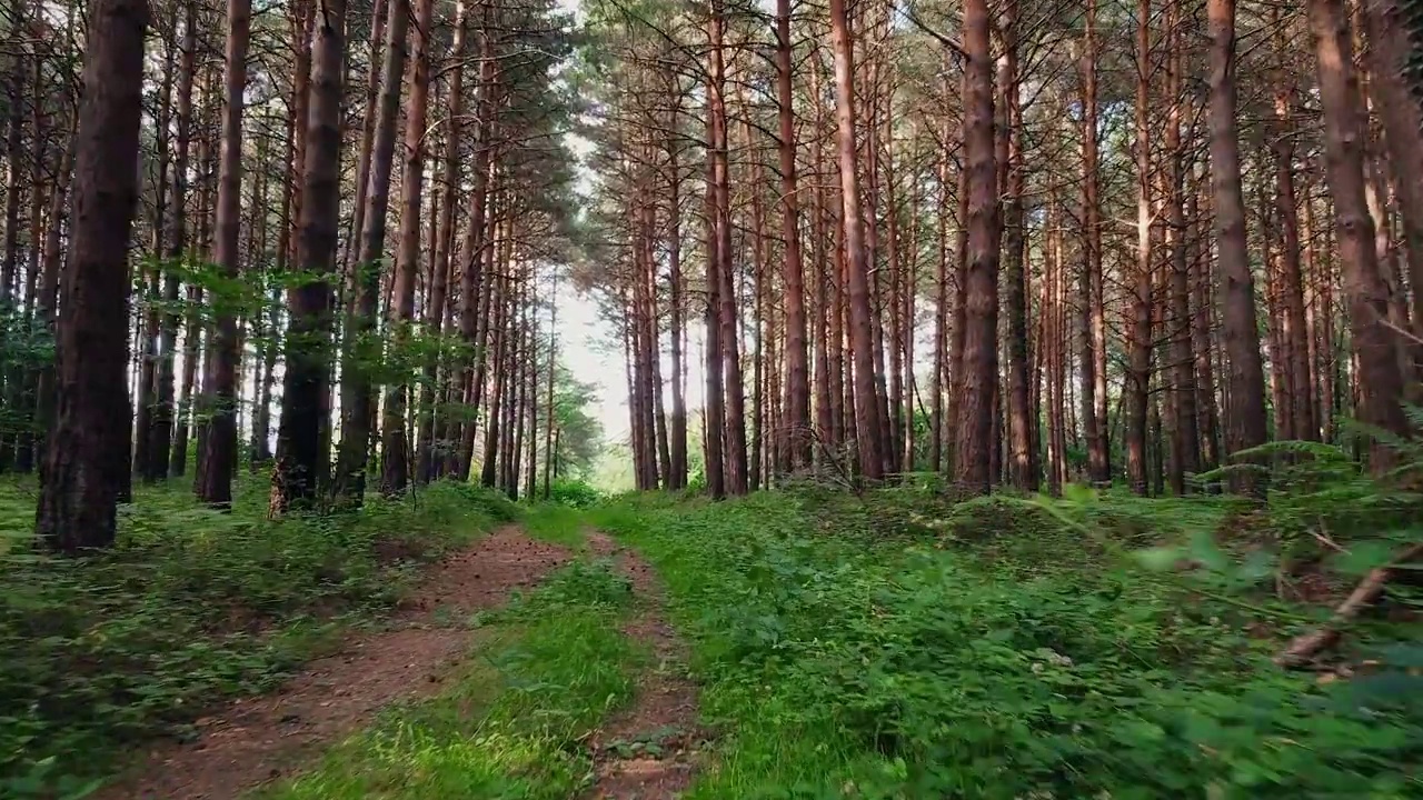 个人视角行走在绿色森林的一条小路上，稳定的镜头。徒步旅行者在森林小径上行走或跑步的镜头。高质量4k镜头视频素材