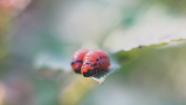 科罗拉多州马铃薯甲虫幼虫吃马铃薯叶子，破坏农业视频素材