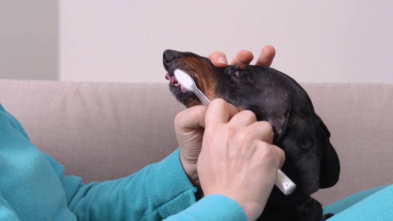 主人正在家里用刷子和浆糊清洁腊肠犬的牙齿，以保持口气清新，保持牙齿清洁和健康。兽医日常宠物卫生护理建议。视频素材