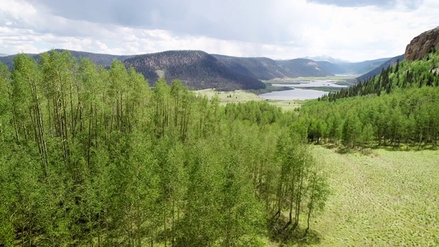 在科罗拉多山荒野的白杨树森林视频素材