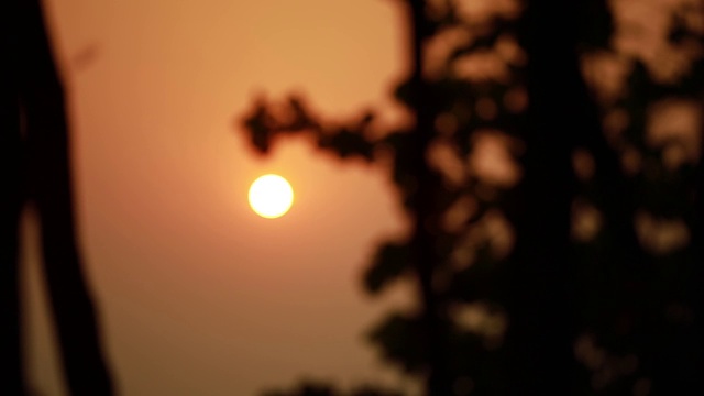 日落时天空中树枝的剪影。她橡树上，木麻黄树枝上亮晶晶的针叶。自然的抽象模式。视频素材