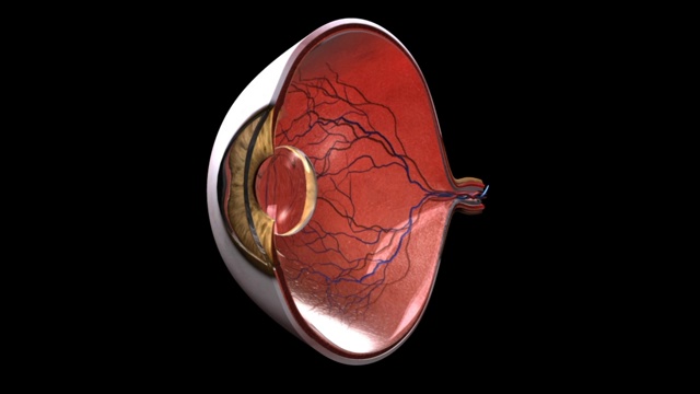 3D医学动画-虹膜功能视频素材