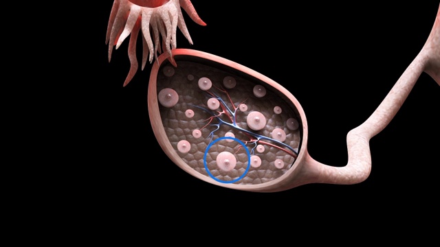 3D医学动画-卵子(卵细胞)运动视频素材