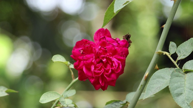 花园里的红玫瑰花视频素材