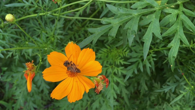 两只蜜蜂在绿色的自然背景下从黄橙色的花粉中采集甜蜜的蜂蜜视频下载