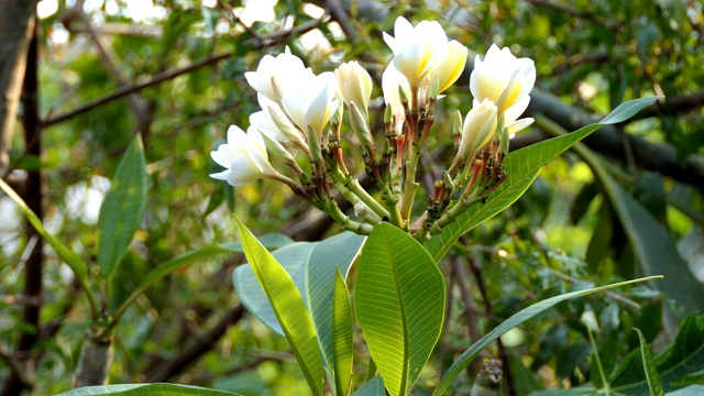 白色的花朵plumeria视频素材