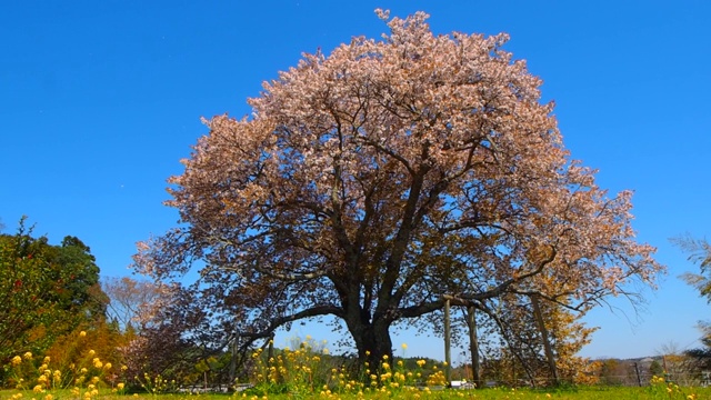 樱花和菜花樱山风景市原千叶/日本视频下载