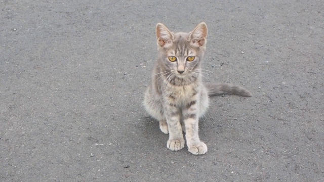 灰色猫咪坐着视频下载