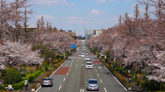 在东京/日本Kunitahi大街上看樱花视频素材