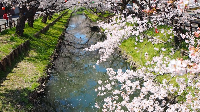 樱花樱花沿着河川越埼玉/日本视频下载