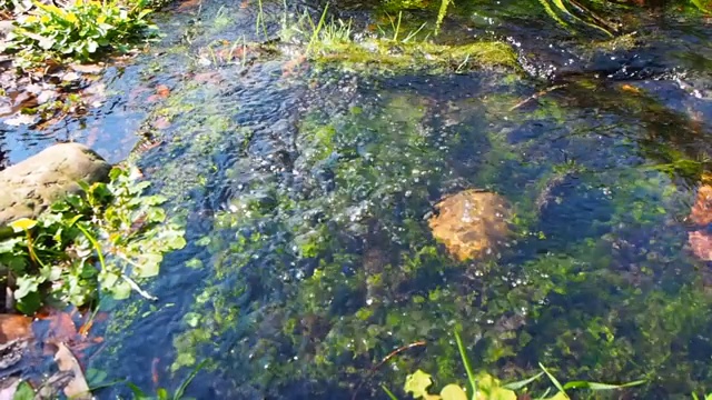 泉水下的水生植物视频下载