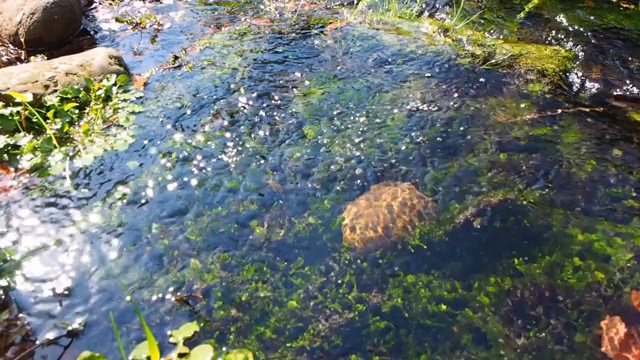 泉水下的水生植物视频素材