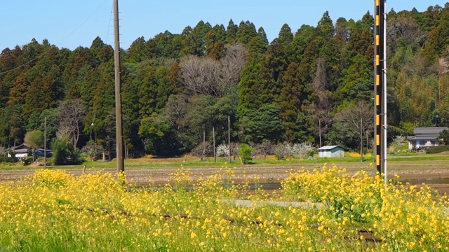 日本千叶市原铁路沿线油菜花春播视频下载