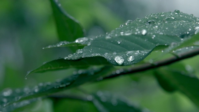 下雨时，水滴落在绿色植物上视频素材