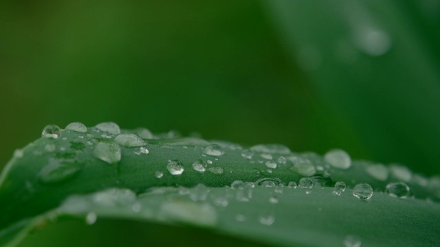 雨滴落在绿叶上视频素材