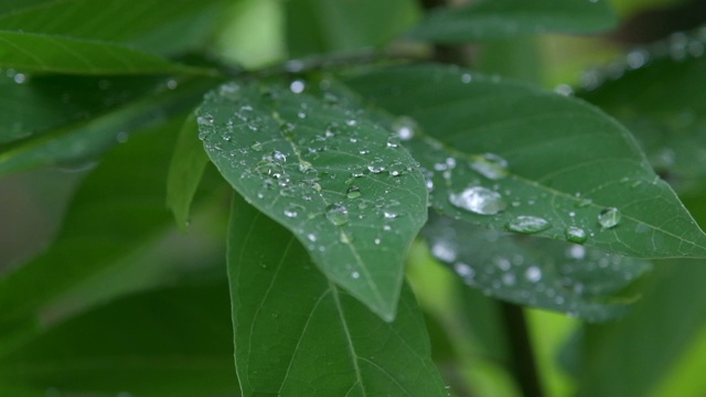 雨滴从绿叶上缓缓落下视频下载