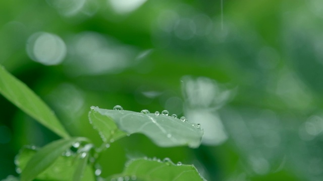 雨滴落在绿叶上，慢镜头视频下载