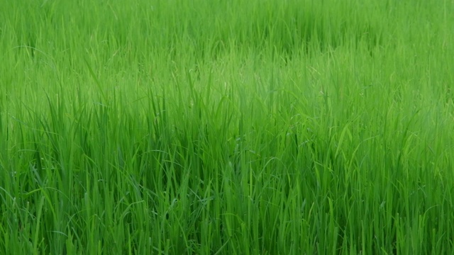 风在吹，雨在稻田里视频素材