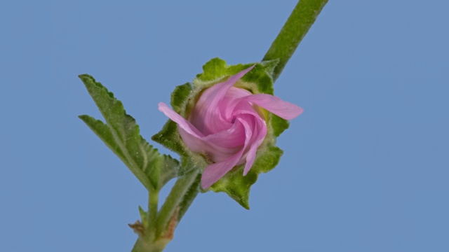 随着时间的推移，在蓝色的背景上开着Malva moschata(麝香锦葵)花视频素材