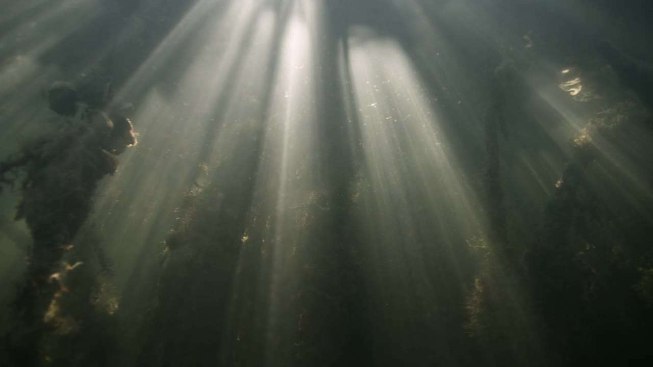 阳光穿过红树林沼泽，伯利兹视频素材