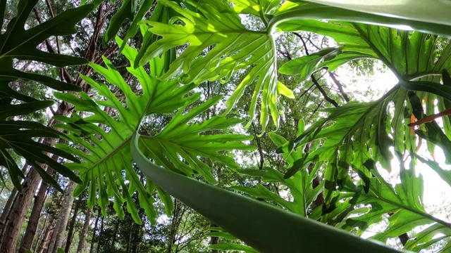 绿叶与阳光相融的观赏植物，黄花楸视频素材