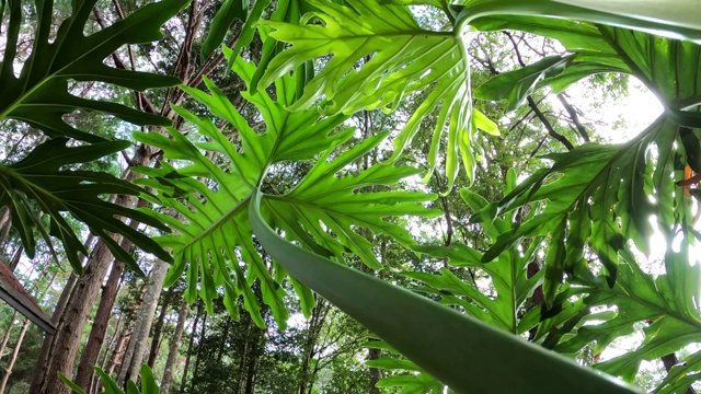 喜林芋世外桃源视频素材